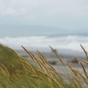 Fresh bergamot citrus with coastal grass, driftwood, and soft ocean mist in natural light