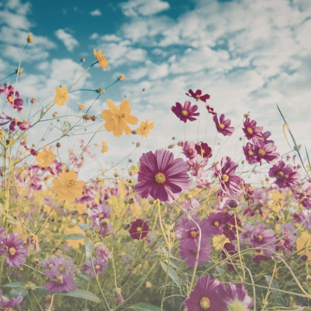 Wildflowers in shades of pink and yellow moving gently under a blue sky with scattered clouds