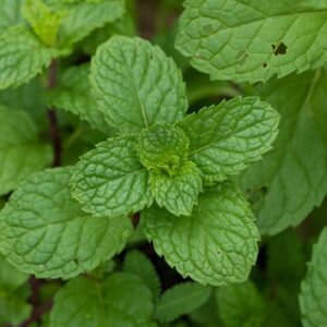 Fresh garden mint leaves with green stems and soft sunlight on a natural surface