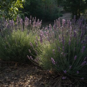 Lavender flowers with earthy patchouli leaves and natural sunlight in a rustic setting